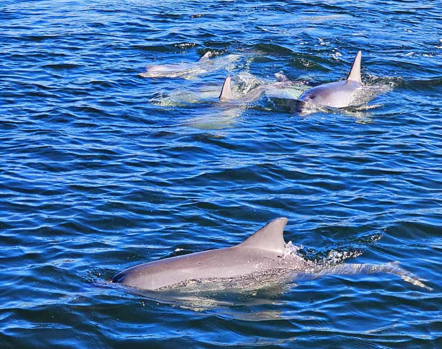 Port Adelaide: Dolphin and Maritime Cruise - The Adelaide Dolphin Sanctuary and wild sightings