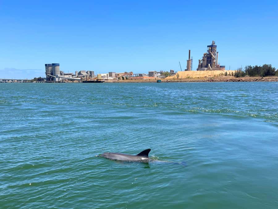 Port Adelaide: Dolphin and Maritime Cruise - Working ships and historic vessel restorations