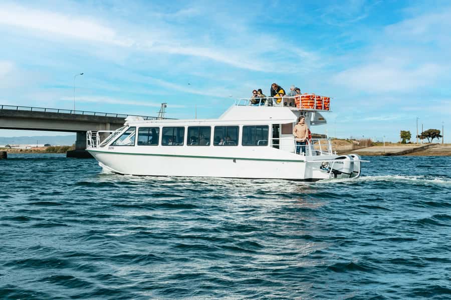 Port Adelaide: Dolphin and Ships Graveyard Cruise - Who should book this experience