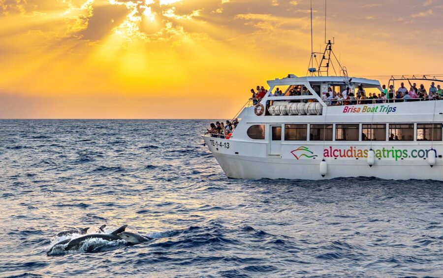 Port d'Alcudia: Sunrise at Sea & Dolphin Watching Boat Tour - Key points at a glance
