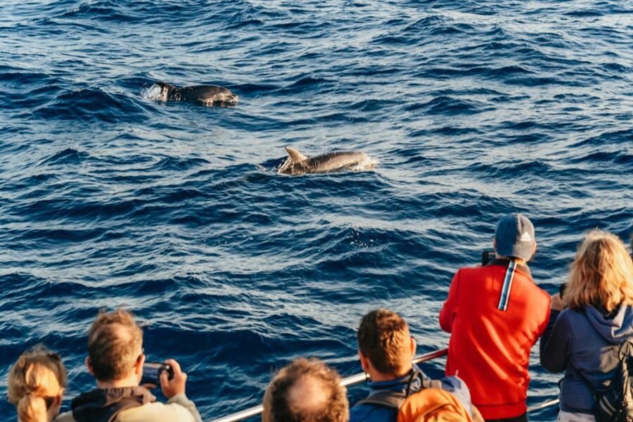 Port d'Alcudia: Sunrise at Sea & Dolphin Watching Boat Tour - Who will enjoy this cruise most