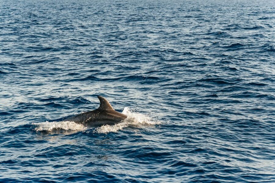 Port d'Alcudia: Sunrise at Sea & Dolphin Watching Boat Tour - Is $69 good value?