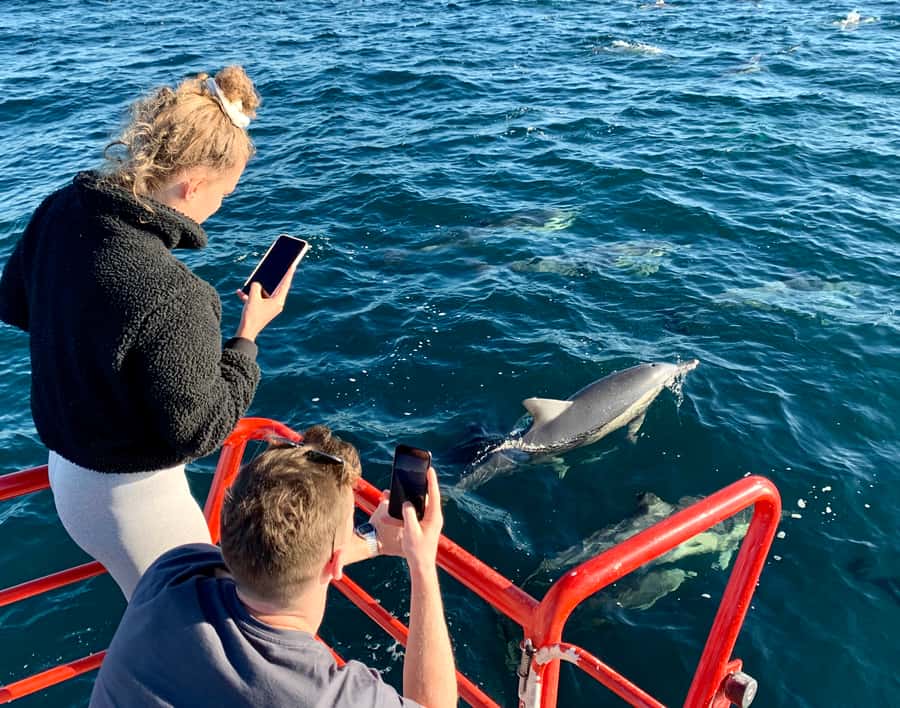 Port Stephens: 1hr Dolphin Watch Express - Key points to know before you book