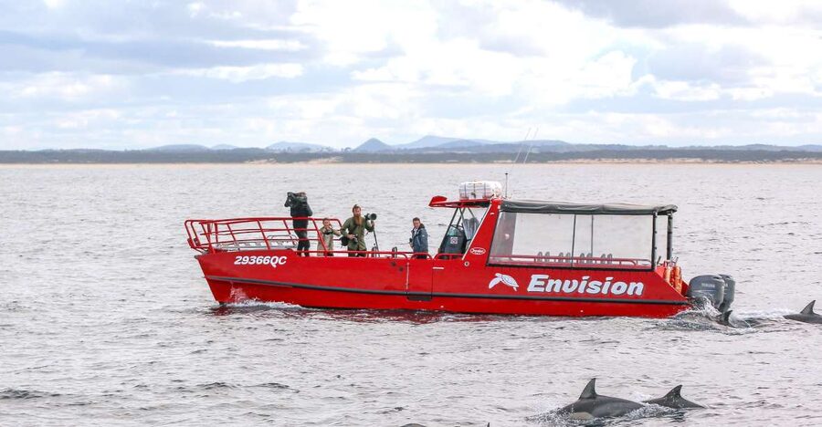 Port Stephens: 1hr Dolphin Watch Express - Watching Bottlenose dolphins in the bay