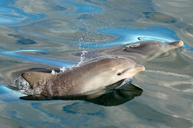 Port Stephens 3 Hour Whale and Dolphin Watch Cruise - Key points to know before you sail