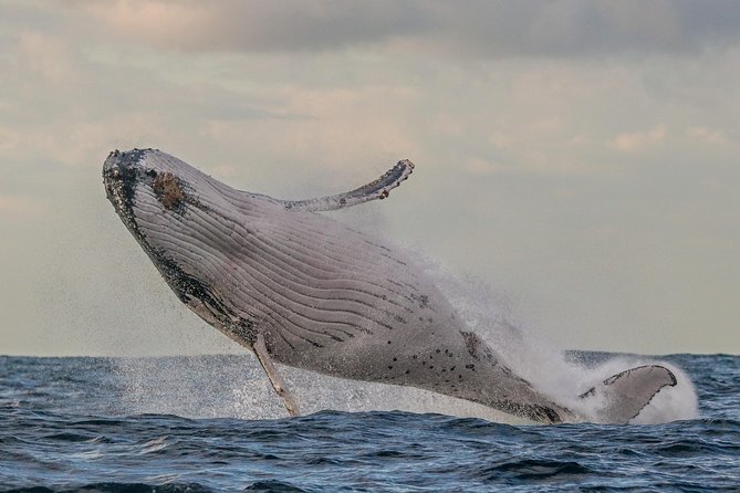 Port Stephens 3 Hour Whale and Dolphin Watch Cruise - Leaving Nelson Bay for open water