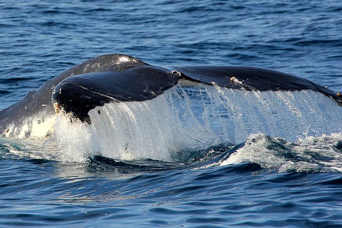 Port Stephens 3 Hour Whale and Dolphin Watch Cruise - Crew commentary and the human side of the trip