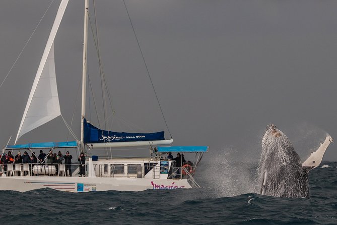 Port Stephens 3 Hour Whale and Dolphin Watch Cruise - Who should book this cruise?
