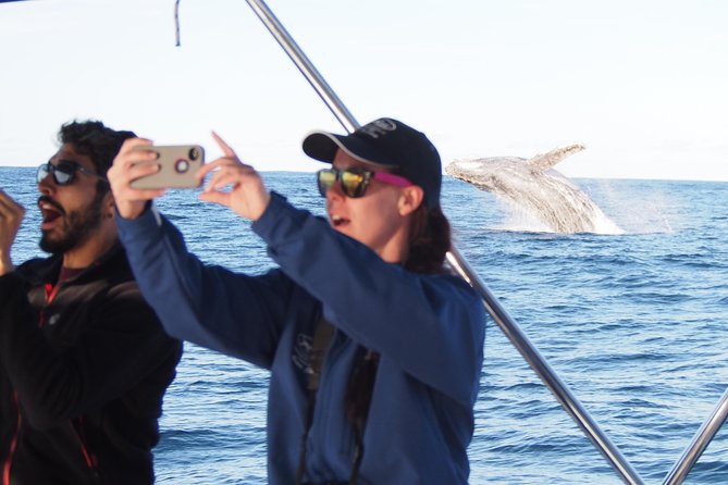 Port Stephens 3 Hour Whale and Dolphin Watch Cruise - Searching for humpback whales offshore
