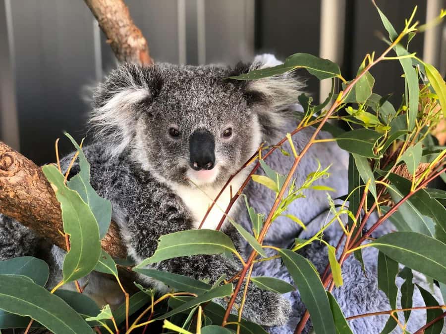 Port Stephens: Dolphin Cruise, Lunch, Koalas & Sandboarding - Nelson Bay and the 90-minute dolphin cruise