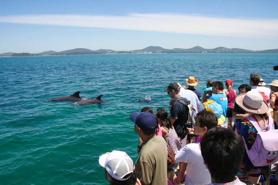 Port Stephens: Dolphin Cruise, Lunch, Koalas & Sandboarding - Timing, comfort and the real cost of the day