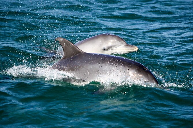 Port Stephens: Dolphin Discovery Cruise - Tomaree and Yacaaba Headlands from the water