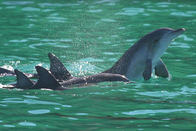 Port Stephens: Dolphin Discovery Cruise - Who will enjoy this cruise most?