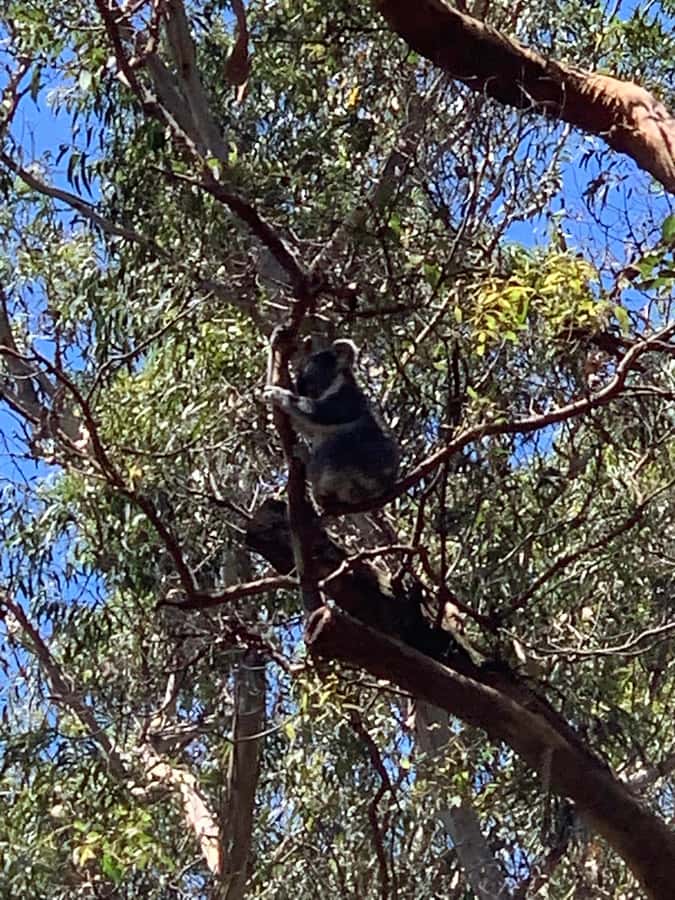 Port Stephens: Dolphin, Lunch, Koalas&Sandboarding(Japanese) - Koala Sanctuary: a quieter and more meaningful stop