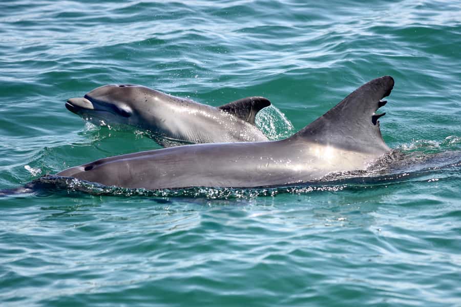 Port Stephens: Dolphin, Lunch, Koalas&Sandboarding(Japanese) - The early Sydney pickup and long road north