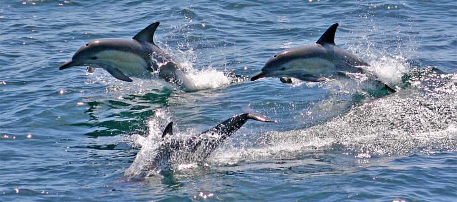 Port Stephens: Dolphin, Lunch, Koalas&Sandboarding -Mandarin - Key points at a glance