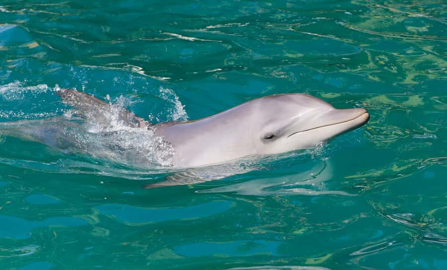 Port Stephens: Dolphin Watch Cruise with Swimming and Slides - Setting out from Wharf 1 in Nelson Bay