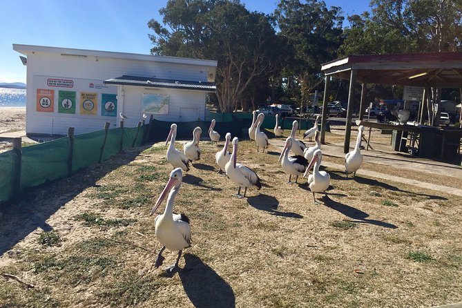Port Stephens Private Tour From Sydney, with Dolphin/ Whale Cruise Options - Camel riding and seasonal choices