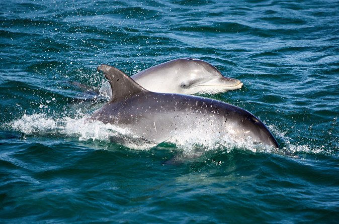 Port Stephens: Splash 'n' Slide Dolphin Cruise - What the two-hour format means for you
