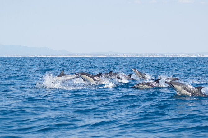 Portimão : 2.5 hours — Dolphins Watching — Biologist on Board - Why this Portimão boat trip is more than a dolphin hunt