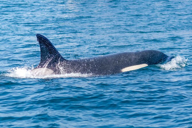 Portimão : 2.5 hours — Dolphins Watching — Biologist on Board - Searching for dolphins, whales, and seabirds