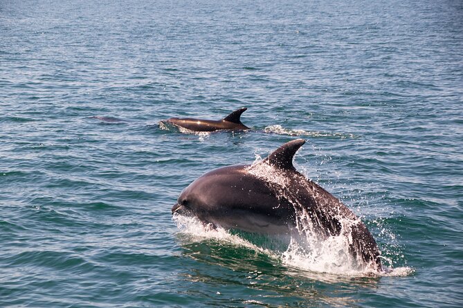 Portimão : 2.5 hours — Dolphins Watching — Biologist on Board - The Algarve coast, caves, and rock formations