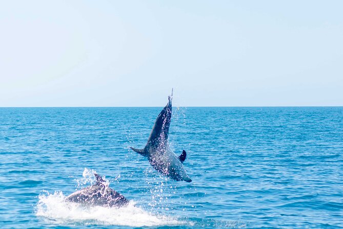 Portimão : 2.5 hours — Dolphins Watching — Biologist on Board - Sunset and the small finishing touch