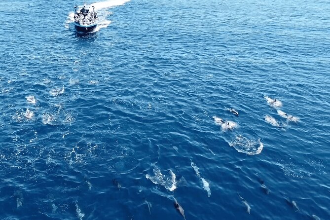 Portimão : 2.5 hours — Dolphins Watching — Biologist on Board - Is $48.06 good value for 2.5 hours?