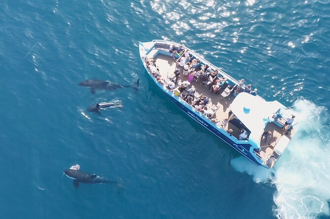 Portimão : 2.5 hours — Dolphins Watching — Biologist on Board - Who should book, and who should think twice