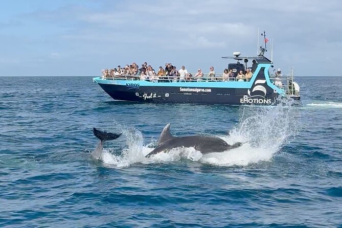 Portimão : 2.5 hours — Dolphins Watching — Biologist on Board - Meeting the marine biologist on board
