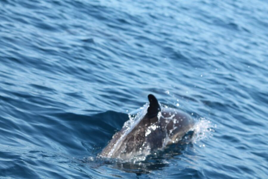Portimão: 2-Hour Dolphin Watching Boat Tour - Guides, languages, and the feel on board