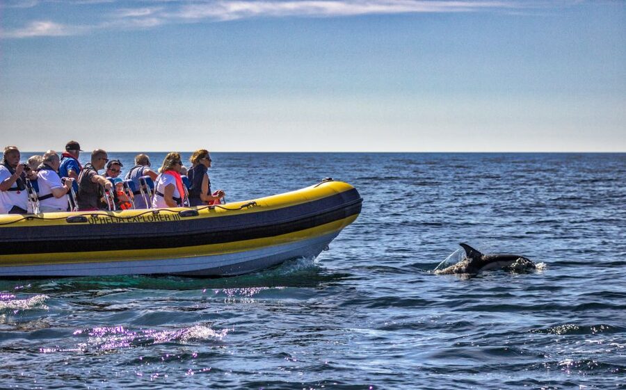 Portimão: 2-Hour Dolphin Watching Boat Tour - Is $53 good value?
