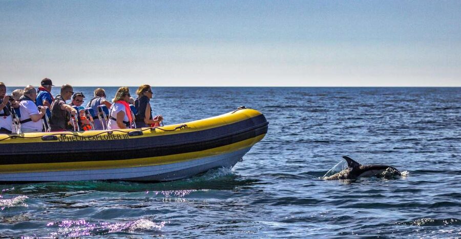 Portimão: 2-Hour Dolphin Watching Boat Tour - Should you book the Ophelia Cruises tour?