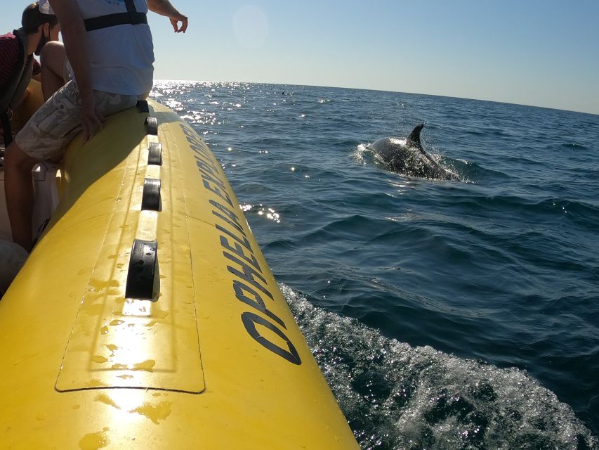 Portimão: 2-Hour Dolphin Watching Boat Tour - FAQ