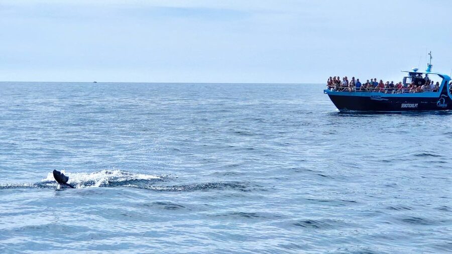 Portimão: Benagil Caves & Dolphins Watching with Biologist - Key details at a glance