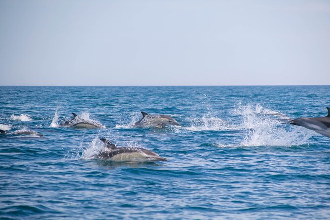 Portimão:Embark on Nature•Benagil and Dolphins•Biologist on board - A dolphin trip with Benagil as the bonus