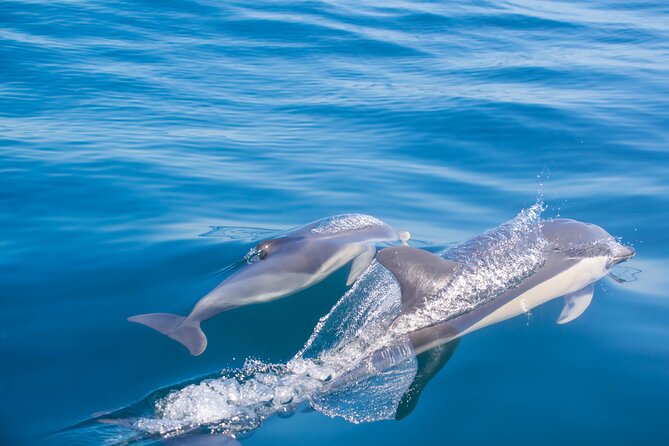 Portimão:Embark on Nature•Benagil and Dolphins•Biologist on board - Timing, meeting point, and cancellation terms