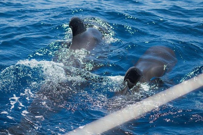 Premium All Inclusive Whale & Dolphin Watching Experience - Leaving Puerto Colón for the open Atlantic