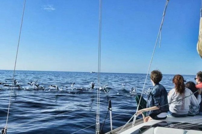 Premium All Inclusive Whale & Dolphin Watching Experience - Drinks, snacks, and the real value of $21