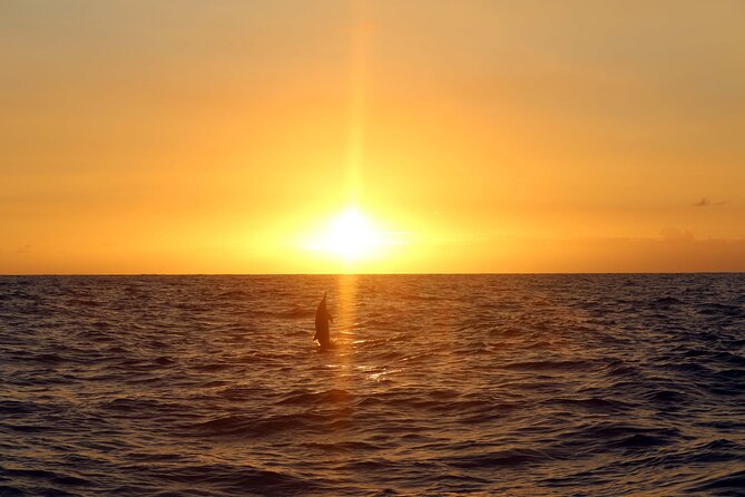 Premium Snorkel Sunset Cruise with Whale and Dolphin Watch - Weather, cancellations, and simple preparation