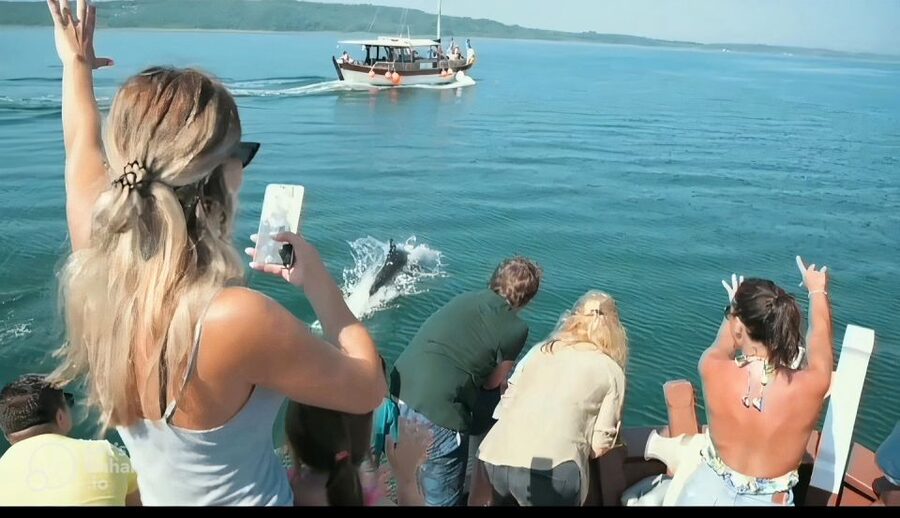 Preveza: Dolphin Watching Cruise with Lunch and Drinks - Should you book the Amvrakikos Cruises trip?