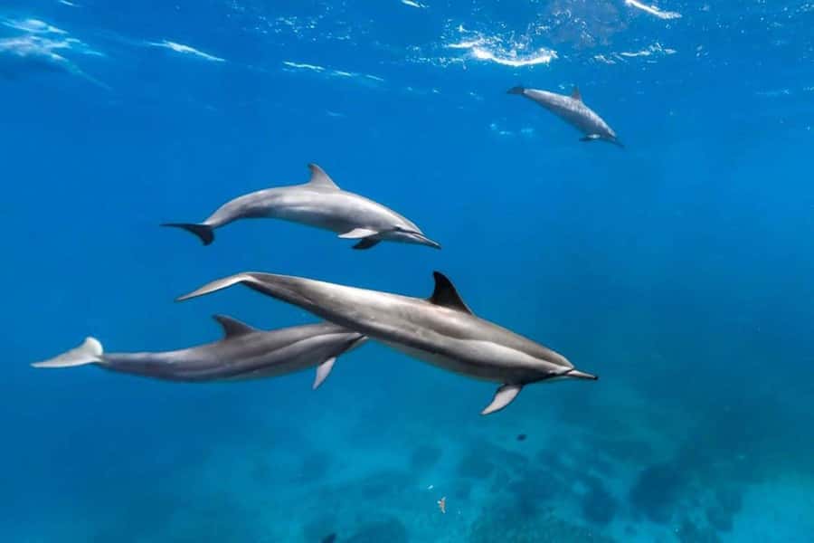 Prison Island, Lunch Break Experience, Mnemba Dolphin Tour - A big Zanzibar day in one private booking