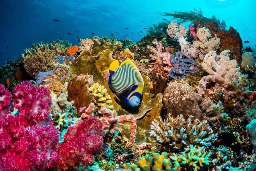 Prison Island, Lunch Break Experience, Mnemba Dolphin Tour - Should you book this Zanzibar day?
