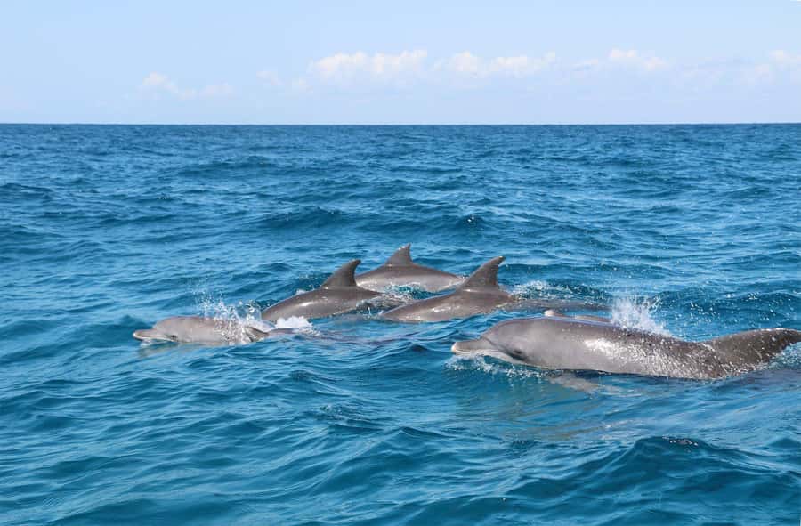 Prison Island, Lunch Break Experience, Mnemba Dolphin Tour - Prison Island offers a quieter change of pace