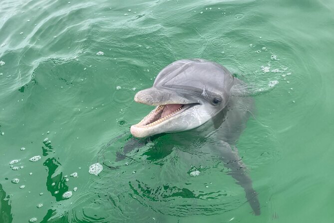 Private 2-Hour Dolphin and Sightseeing Tour - Key points to know before you book