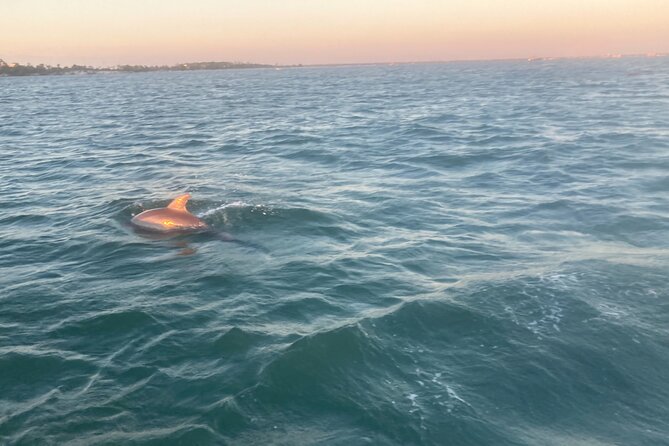 Private 2-Hour Dolphin and Sightseeing Tour - A closer look at Shell Island