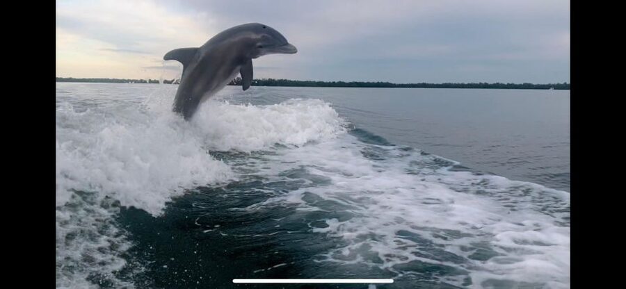 Private 2 Hour Dolphin & Eco Tour Marco Island, FL - Timing, Comfort, and What to Bring
