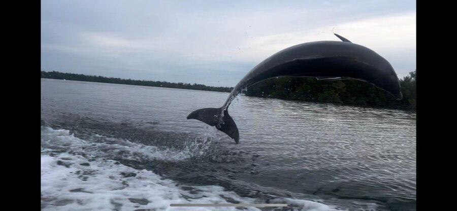 Private 2 Hour Dolphin & Eco Tour Marco Island, FL - Booking Details and Cancellation Flexibility