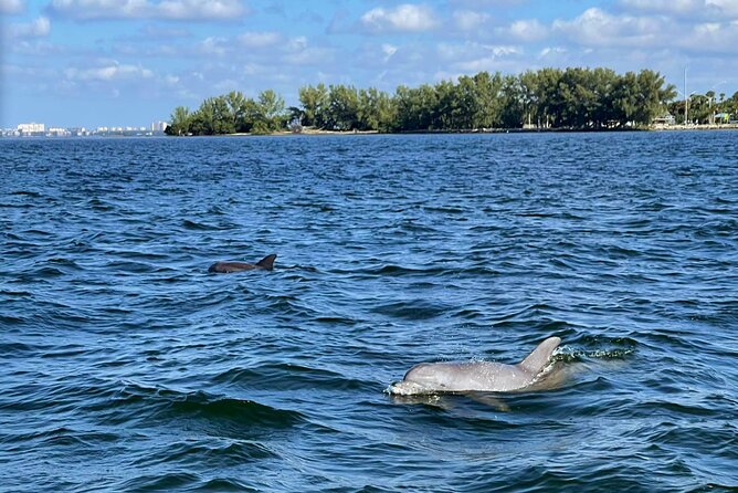 Private 2-Hour Dolphin Watching Cruise in St. Petersburg, FL - Dolphins and the Sunshine Skyway Bridge