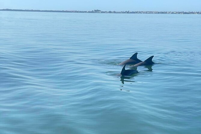 Private 2-Hour Dolphin Watching Cruise in St. Petersburg, FL - Starting at O’Neill’s Marina